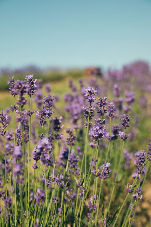 Lavender Oil